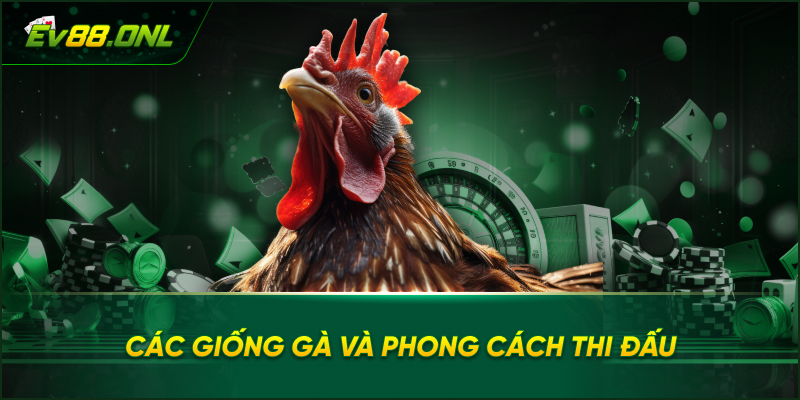 Các Giống Gà Và Phong Cách Thi Đấu