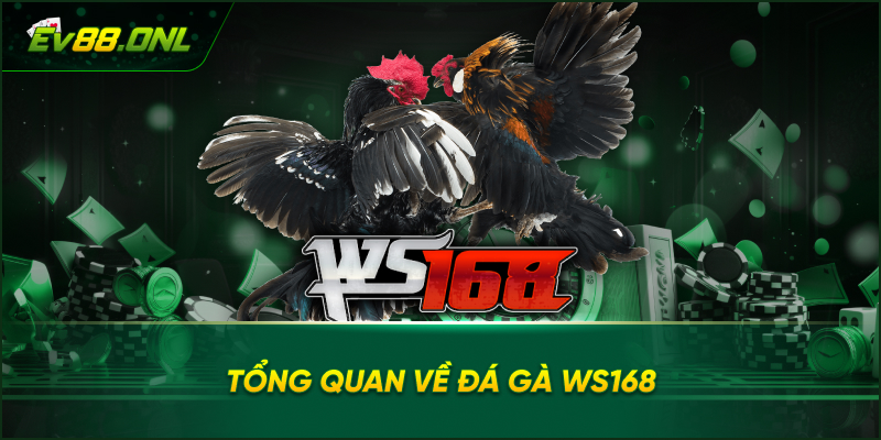 Tổng Quan Về Đá gà WS168